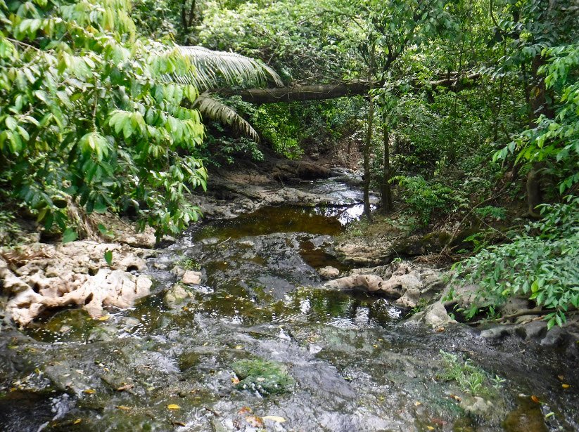 Guanacaste National Park, Belmopan, Cayo District, Belize